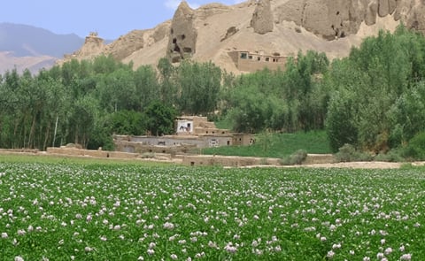 Potato field in Bamyan province, Afghanistan taken in July 2012 (Courtesy: TripAdvisor) Potato field in Bamyan province, Afghanistan taken in July 2012 (Courtesy: TripAdvisor)