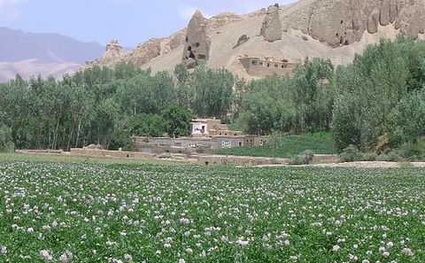 Potato field in Bamyan province, Afghanistan taken in July 2012 (Courtesy: TripAdvisor)