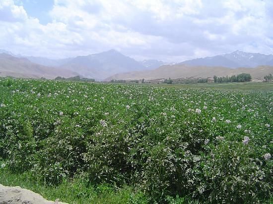 Another impression of potato cultivation in Afghanistan's Bamyan province