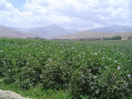 Another impression of potato cultivation in Afghanistan's Bamyan province Another impression of potato cultivation in Afghanistan's Bamyan province