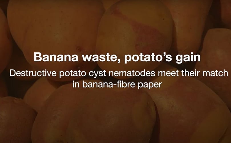 Banana-fiber paper