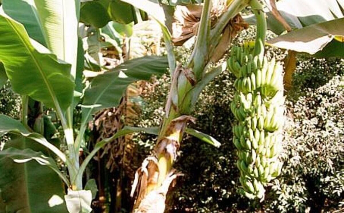 Banana tree Banana tree