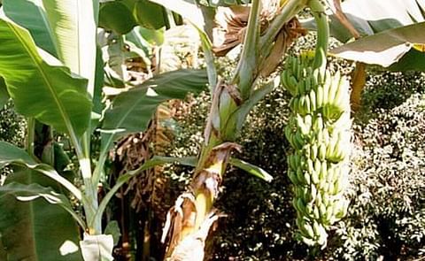 Investigadores sostienen que los plátanos podrían reemplazar al cultivo de la papa debido al calentamiento global Investigadores sostienen que los plátanos podrían reemplazar al cultivo de la papa debido al calentamiento global