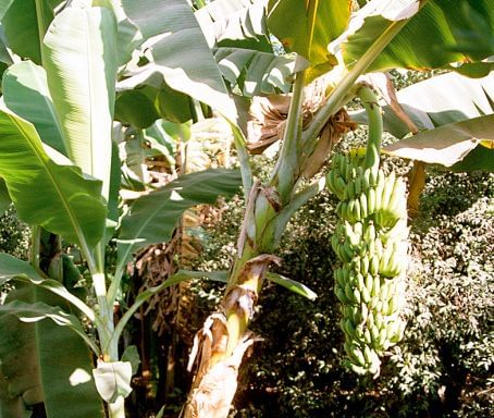 Bananas could replace potatoes in warming world