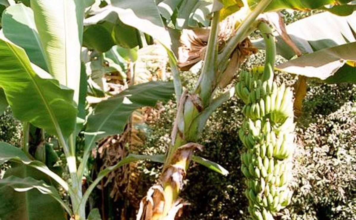 Banana Tree Banana Tree