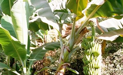 Bananas could replace potatoes in warming world Bananas could replace potatoes in warming world