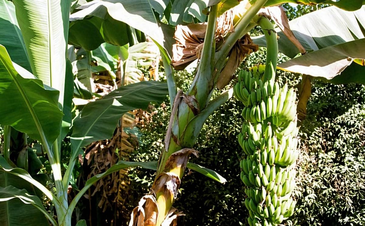 Bananas could replace potatoes in warming world