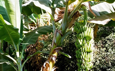 Bananas could replace potatoes in warming world Bananas could replace potatoes in warming world