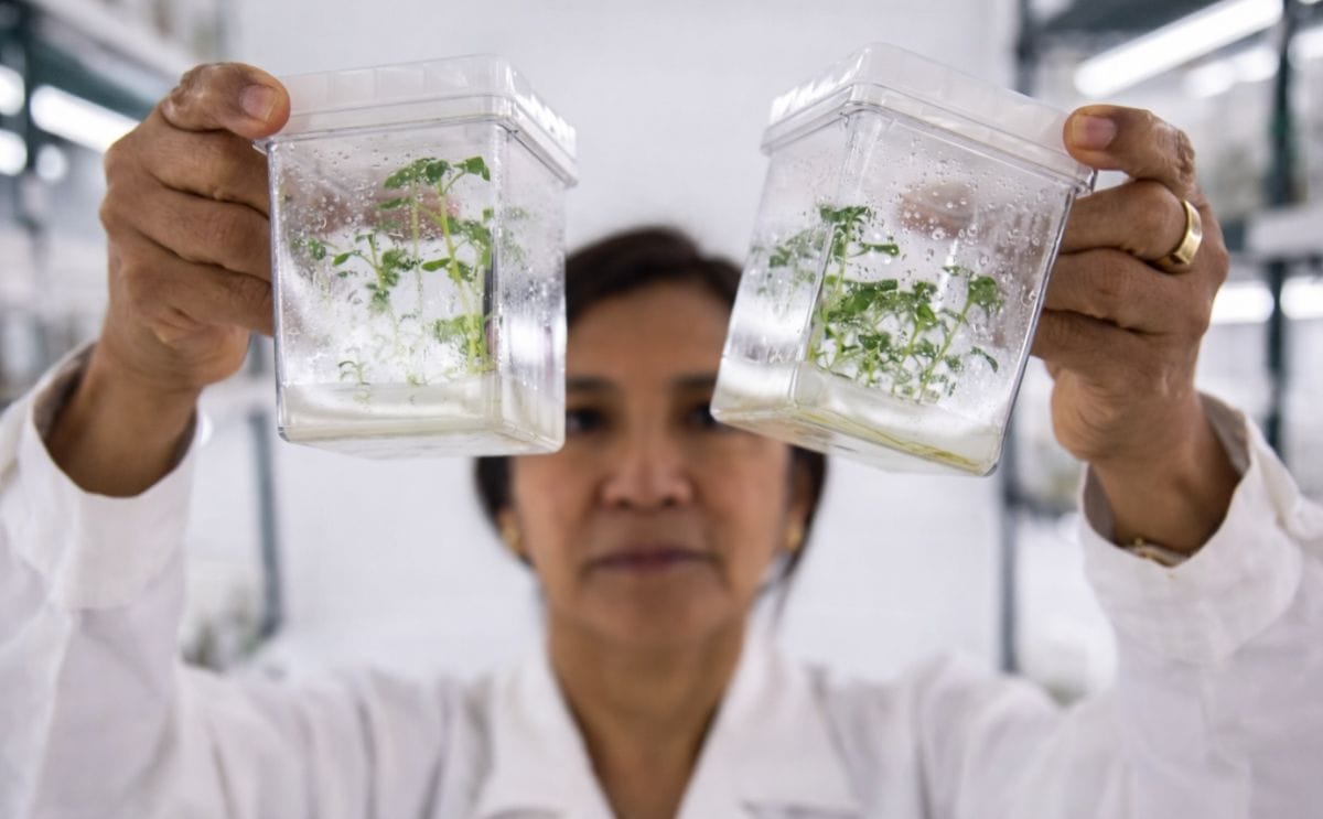 Un jardín de tubérculos para siempre