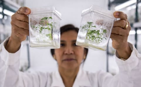 Un jardín de tubérculos para siempre Un jardín de tubérculos para siempre