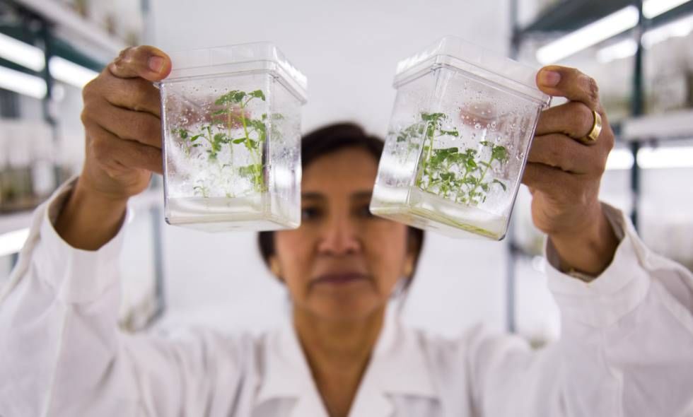 Un jardín de tubérculos para siempre