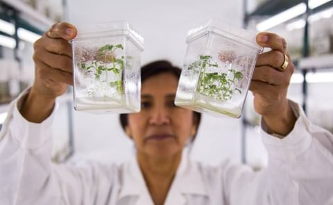 Un jardín de tubérculos para siempre Un jardín de tubérculos para siempre