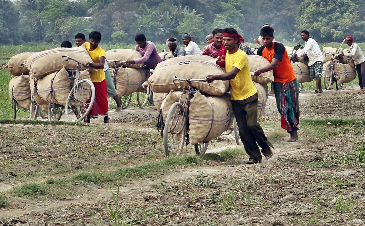 After harvest, the potatoes still need to be transported from the field... Photo is taken in Munshiganj (Bikrampur) district, near Dhaka (Courtesy: Bangla Dorpon)