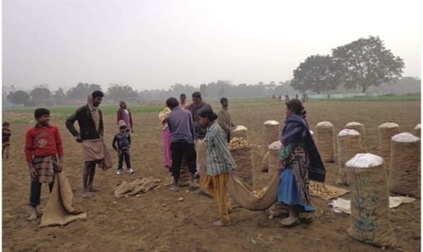 Farmers at Kanikoshalgaon village in Thakurgaon Sadar upazila harvesting early variety potato from a field to send those to different markets.