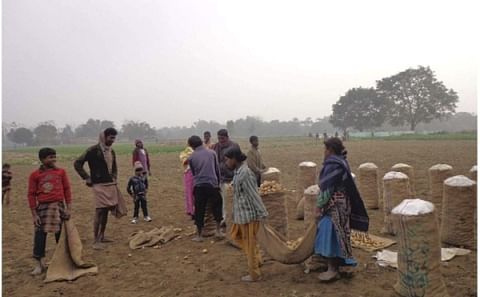 Early variety potato growers in Thakurgaon, Bangladesh are making good profit Early variety potato growers in Thakurgaon, Bangladesh are making good profit