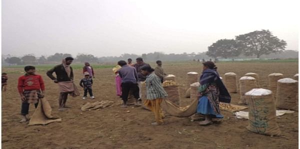Farmers at Kanikoshalgaon village in Thakurgaon Sadar upazila harvesting early variety potato from a field to send those to different markets.