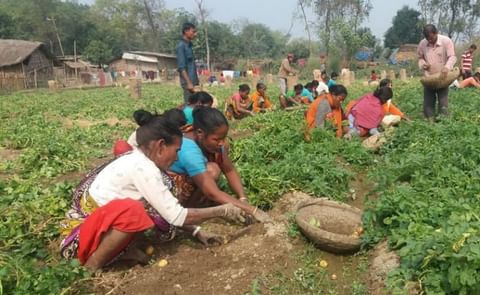 Farmers reap potatoes at Bhabanandapur village in Ranishankoil upazila, Bangladesh (Courtesy: Md Quamrul Islam Rubaiyat) Farmers reap potatoes at Bhabanandapur village in Ranishankoil upazila, Bangladesh (Courtesy: Md Quamrul Islam Rubaiyat)