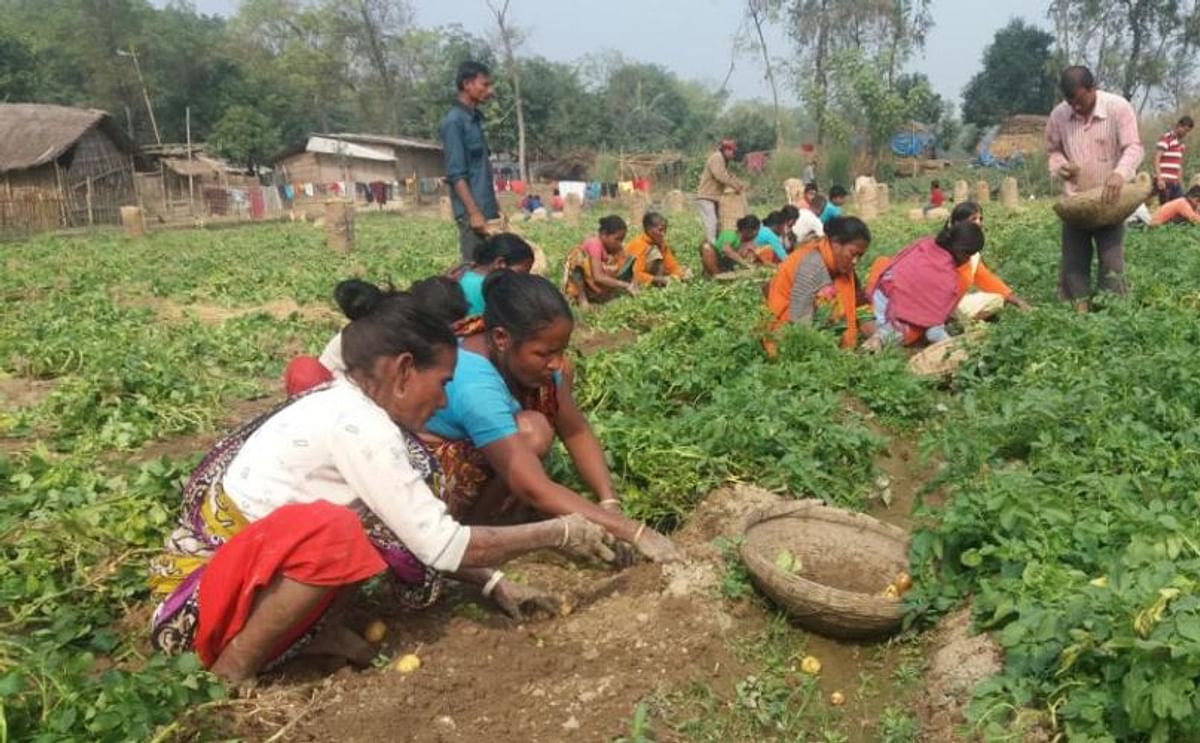 Farmers reap potatoes at Bhabanandapur village in Ranishankoil upazila, Bangladesh (Courtesy: Md Quamrul Islam Rubaiyat)