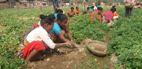 Potato Farmers in Bangladesh worried by fall potato price