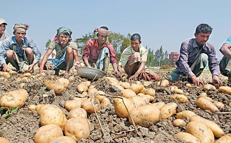 Potato farmers in Bangladesh harvest potatoes in the Munshiganj’s Sirajdikhan upazila (Courtesy: Anisur Rahman | The Daily Star) Potato farmers in Bangladesh harvest potatoes in the Munshiganj’s Sirajdikhan upazila (Courtesy: Anisur Rahman | The Daily Star)