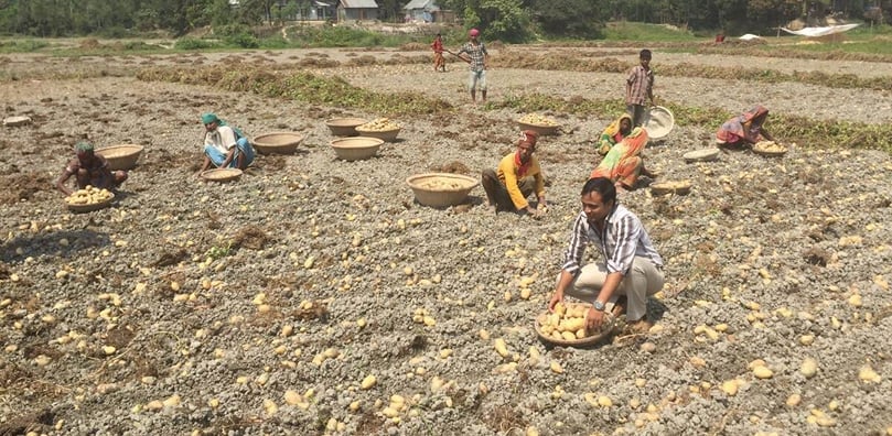 Potato Harvest in Bangladesh
