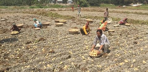 Dutch investors keen to invest in potato farming in Bangladesh