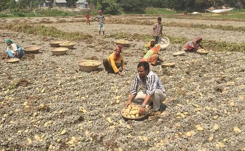 Potato harvest in Bangladesh