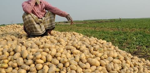 Potato Farmers in Rangpur, Bangladesh enjoy a record amount of potatoes AND good prices