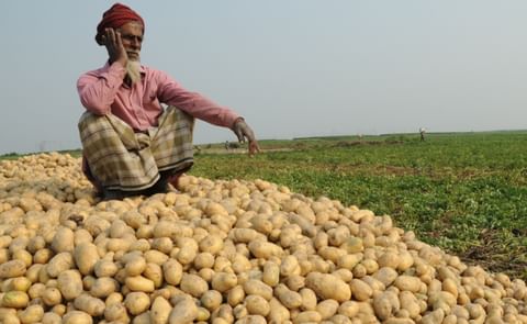 Potato Farmers in Rangpur, Bangladesh are happy after harvesting an all-time record amount of potatoes while getting a lucrative market price in the Rangpur agriculture zone. Potato Farmers in Rangpur, Bangladesh are happy after harvesting an all-time record amount of potatoes while getting a lucrative market price in the Rangpur agriculture zone.