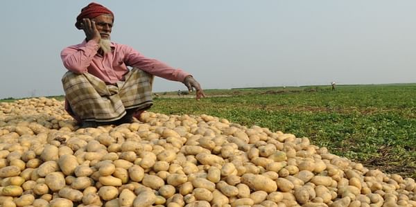 Potato Farmers in Rangpur, Bangladesh enjoy a record amount of potatoes AND good prices