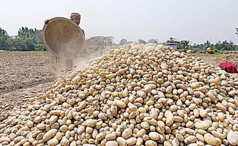 This year, the potato harvest in Bangladesh was over 150% of the estimated domestic need of the country. As a result prices have crashed and despite the high yields farmers suffer as the can not sell their product (Courtesy: Anisur Rahman | The Daily Star This year, the potato harvest in Bangladesh was over 150% of the estimated domestic need of the country. As a result prices have crashed and despite the high yields farmers suffer as the can not sell their product (Courtesy: Anisur Rahman | The Daily Star