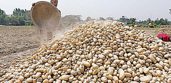 Potato Farmers Bangladesh suffer as a result of the huge surplus this year
