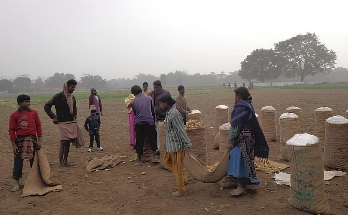 Farmers at Kanikoshalgaon village in Thakurgaon Sadar upazila harvesting early variety potato from a field to send those to different markets. Farmers at Kanikoshalgaon village in Thakurgaon Sadar upazila harvesting early variety potato from a field to send those to different markets.