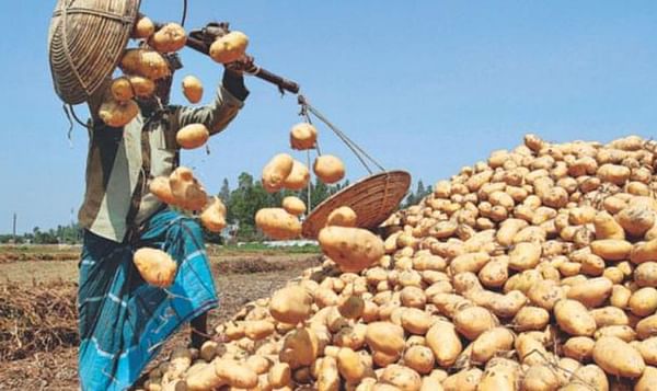Bangladesh expects huge potato surplus due to increased supply and sluggish demand