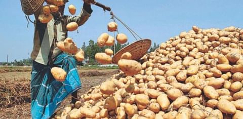 Bangladesh expects huge potato surplus due to increased supply and sluggish demand