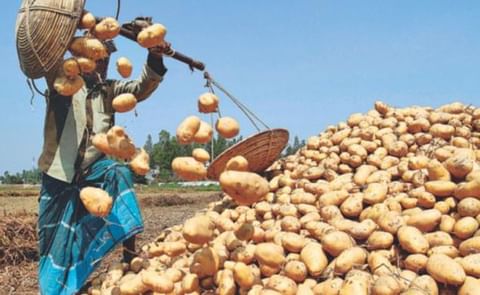 Potato Farmers and traders have stored 53 lakh (5.3 million) tonnes in the cold storages this year, up 32 percent year-on-year. Potato Farmers and traders have stored 53 lakh (5.3 million) tonnes in the cold storages this year, up 32 percent year-on-year.