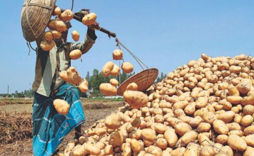 Potato Farmers and traders have stored 53 lakh (5.3 million) tonnes in the cold storages this year, up 32 percent year-on-year.