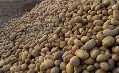 Potatoes from Bangladesh can be delivered direct from farmland. Potatoes from Bangladesh can be delivered direct from farmland.