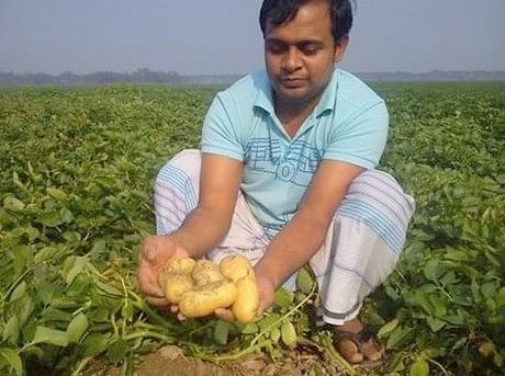 Showing the product in a Potato Field in Bangladesh