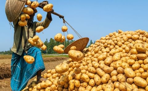 Potato harvest in Bangladesh Potato harvest in Bangladesh