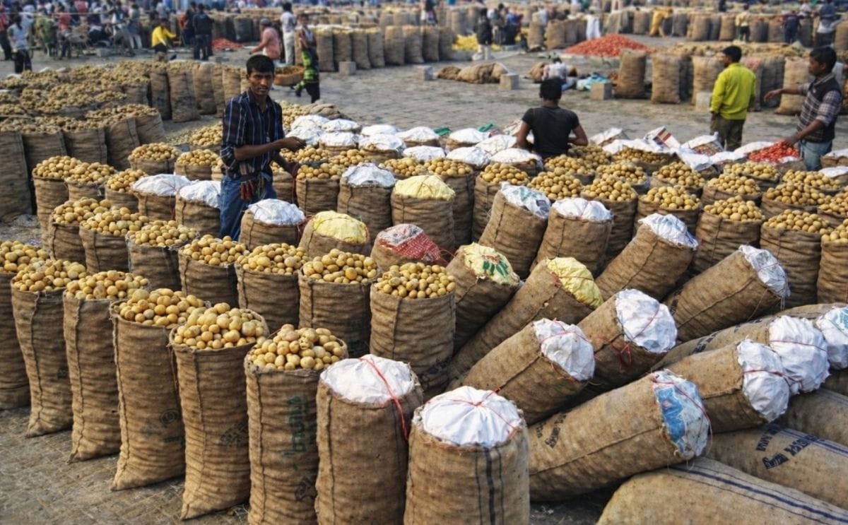 Lack of storage facility compels farmers to sell potato at low prices in Bogra, Bangladesh Lack of storage facility compels farmers to sell potato at low prices in Bogra, Bangladesh