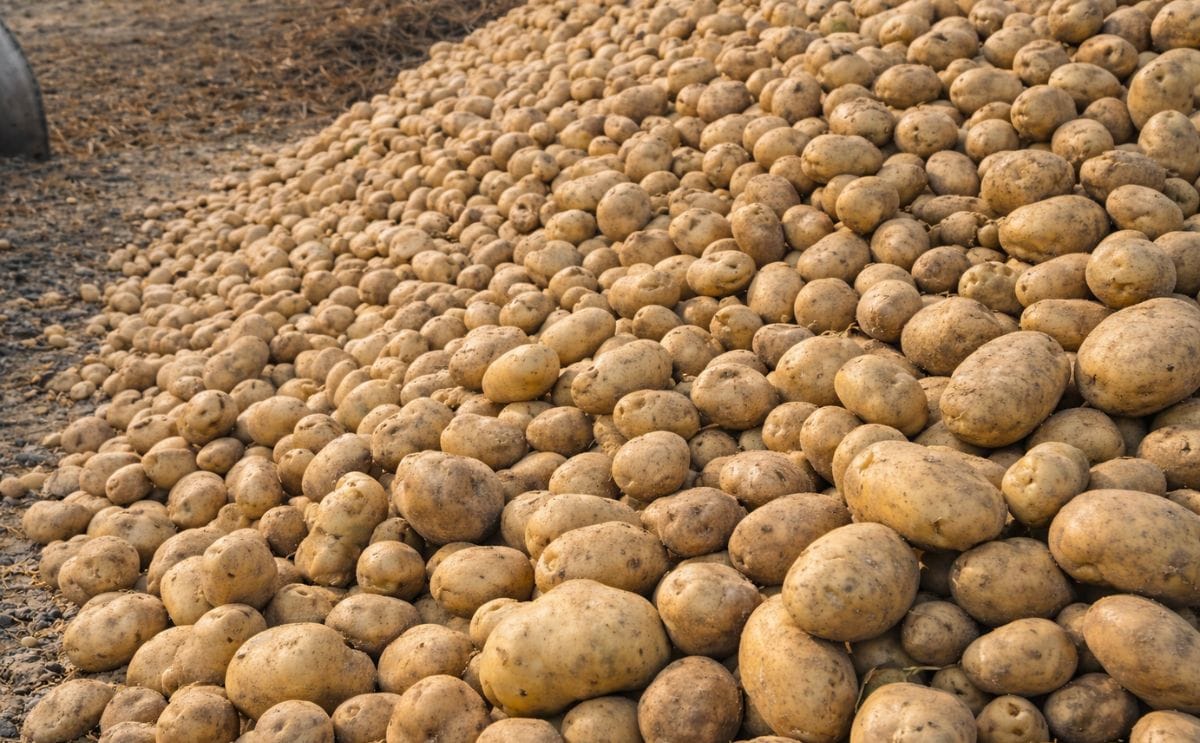 Potatoes from Bangladesh can be delivered direct from farmland.
