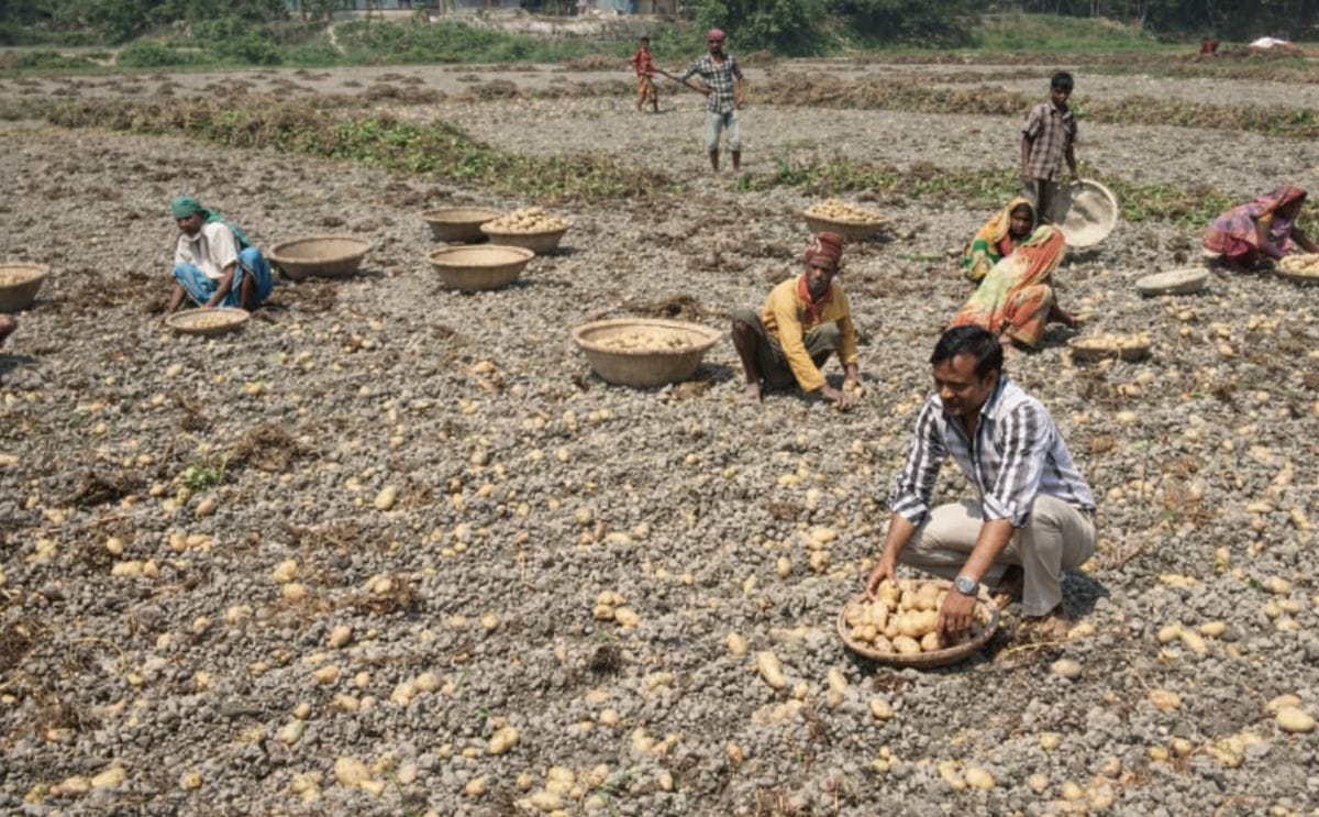 Potato harvest in Bangladesh