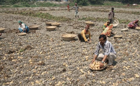 Potato harvest in Bangladesh Potato harvest in Bangladesh