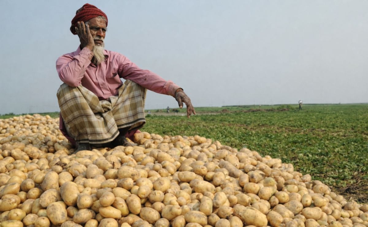 Potato Farmers in Rangpur, Bangladesh enjoy a record amount of potatoes AND good prices Potato Farmers in Rangpur, Bangladesh enjoy a record amount of potatoes AND good prices
