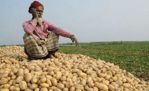 Potato Farmers in Rangpur, Bangladesh are happy after harvesting an all-time record amount of potatoes while getting a lucrative market price in the Rangpur agriculture zone. Potato Farmers in Rangpur, Bangladesh are happy after harvesting an all-time record amount of potatoes while getting a lucrative market price in the Rangpur agriculture zone.