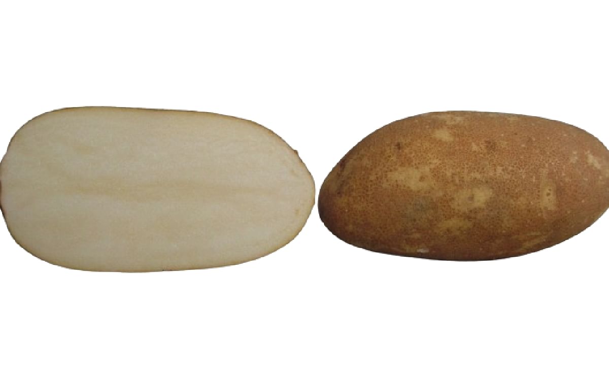 Bannock Russet new potato variety for McDonald's french fries? Bannock Russet new potato variety for McDonald's french fries?