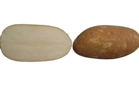 Bannock Russet new potato variety for McDonald's french fries? Bannock Russet new potato variety for McDonald's french fries?