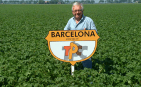 Barcelona, een nieuw aardappelras van TPC Barcelona, een nieuw aardappelras van TPC