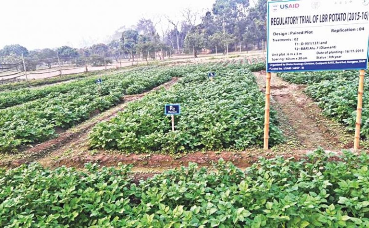 Bangladeshi scientists seek regulatory approval for a GMO potato resistant to late blight 